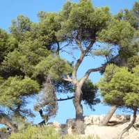 lou-cigalon-martigues-rcqeg