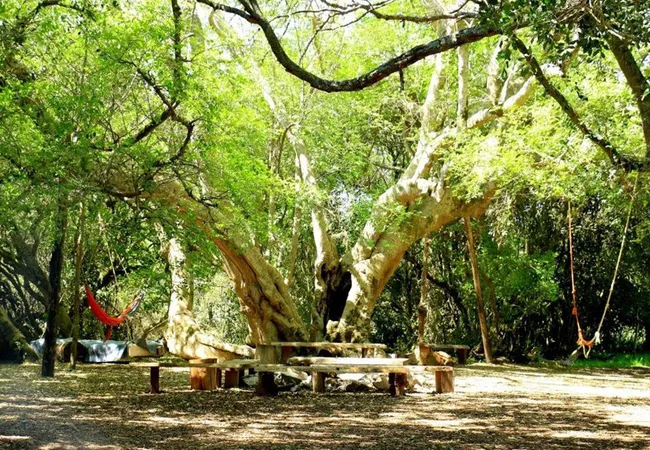 platbos-forest-cabins-gansbaai-5sbqg