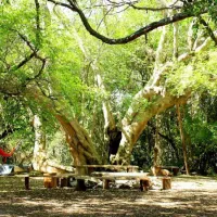 platbos-forest-cabins-gansbaai-5sbqg