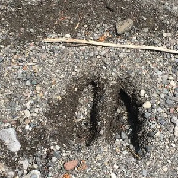 horse-creek-campground-dubois-wuux9