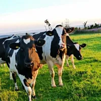 marfit-head-farm-caravan-and-campsite-pickering-0bj54