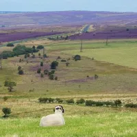 marfit-head-farm-caravan-and-campsite-pickering-qqjy4