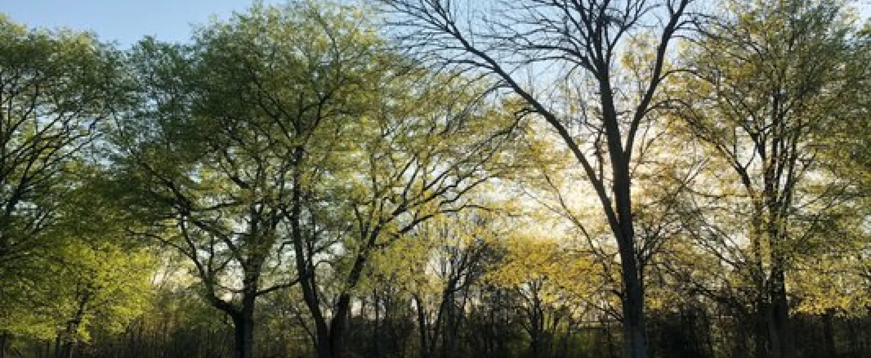 Texas T Campground