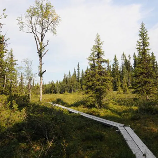 gala-fjallgard-camping-svenstavik-t4f63