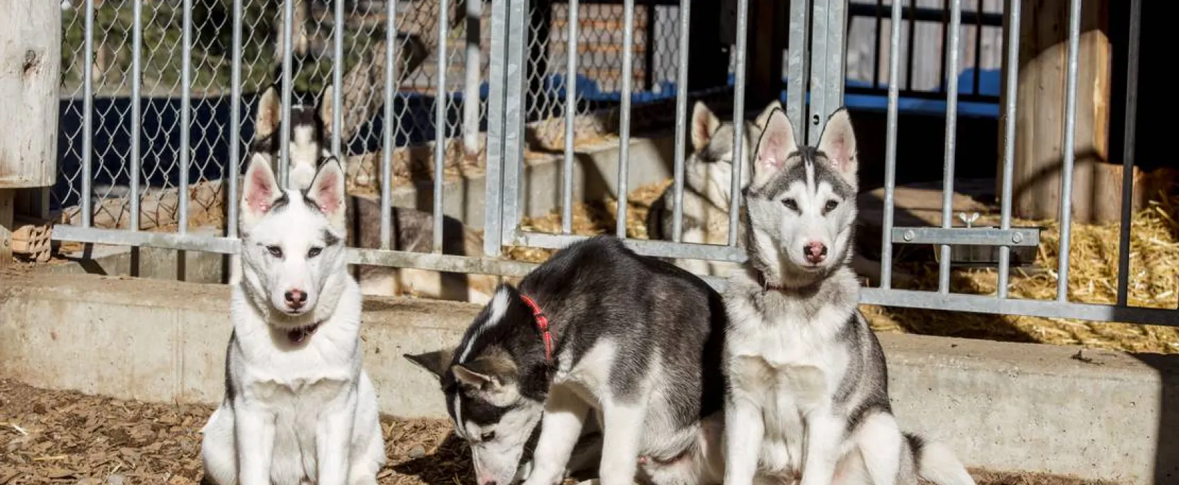 Camping Husky-Lodge