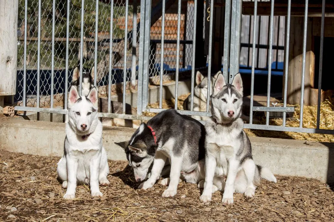 camping-husky-lodge-muotathal-spnpe