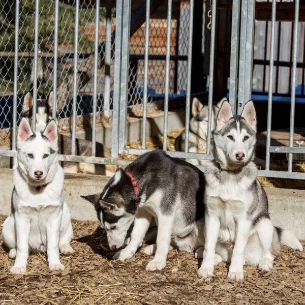 camping-husky-lodge-muotathal-spnpe