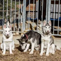 camping-husky-lodge-muotathal-spnpe