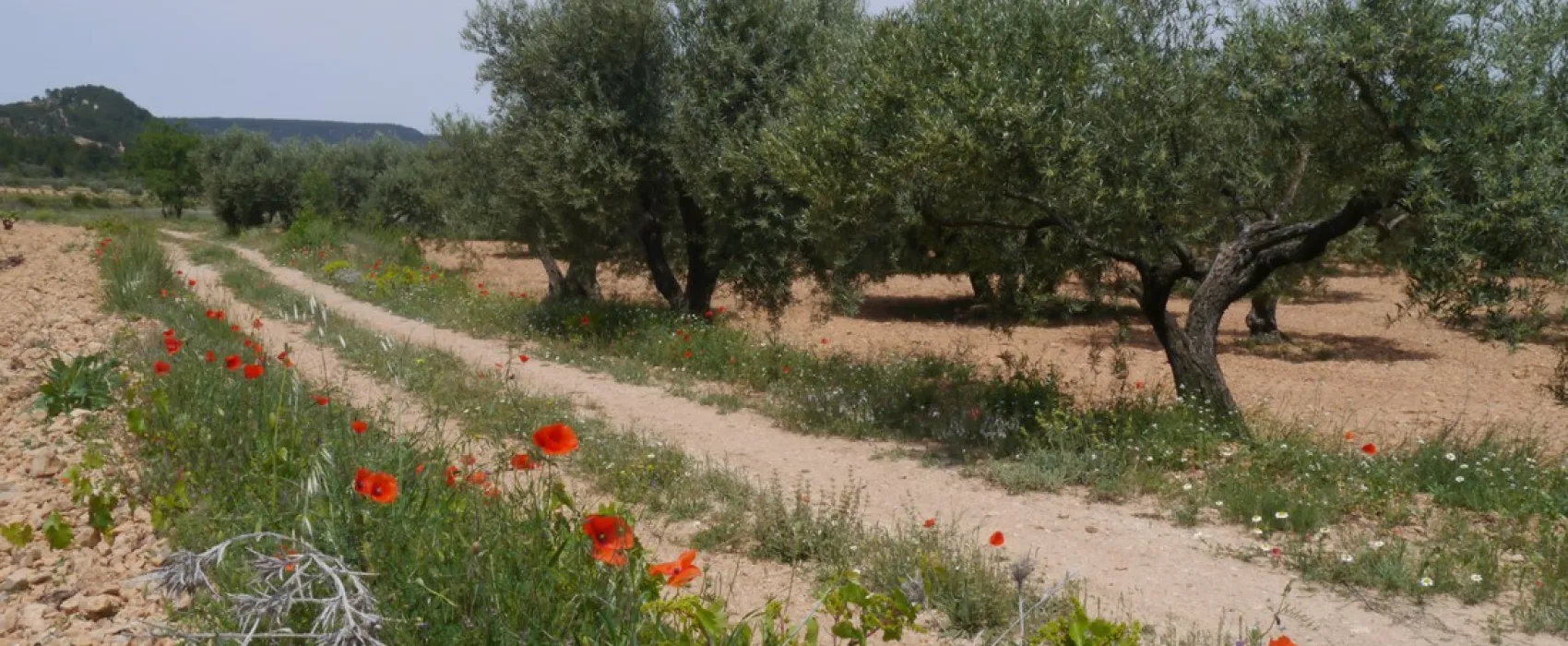Kiko Park Rural