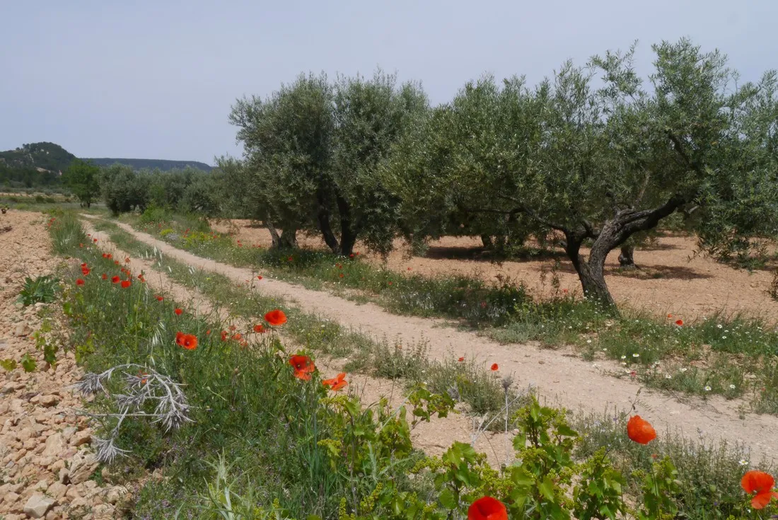 kiko-park-rural-villargordo-del-cabriel-piwpg