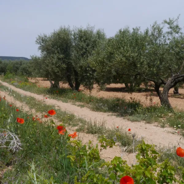 kiko-park-rural-villargordo-del-cabriel-piwpg