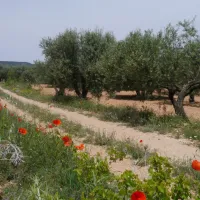 kiko-park-rural-villargordo-del-cabriel-piwpg