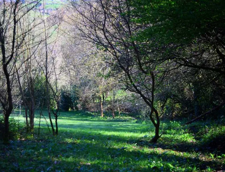 harmony-wood-naturist-campsite-certificated-site-exeter-o1mw6