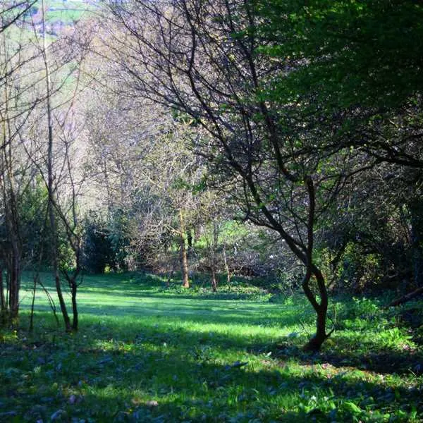 harmony-wood-naturist-campsite-certificated-site-exeter-o1mw6