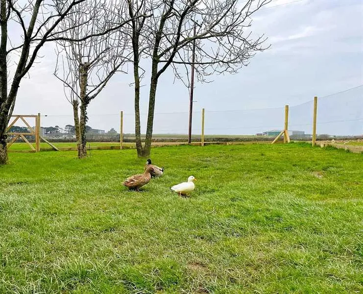 lamarth-farm-helston-oa1ky