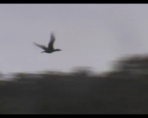 bodalla-forest-park-campground-bodalla-nqjcf
