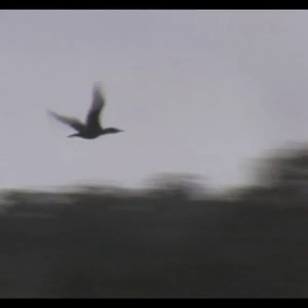 bodalla-forest-park-campground-bodalla-nqjcf