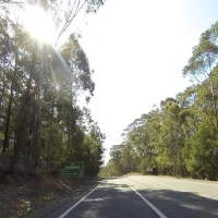 Bodalla Forest Park Campground