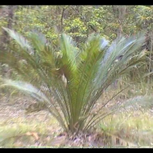 bodalla-forest-park-campground-bodalla-uqe4w