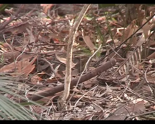 bodalla-forest-park-campground-bodalla-yegzj