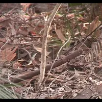 bodalla-forest-park-campground-bodalla-yegzj