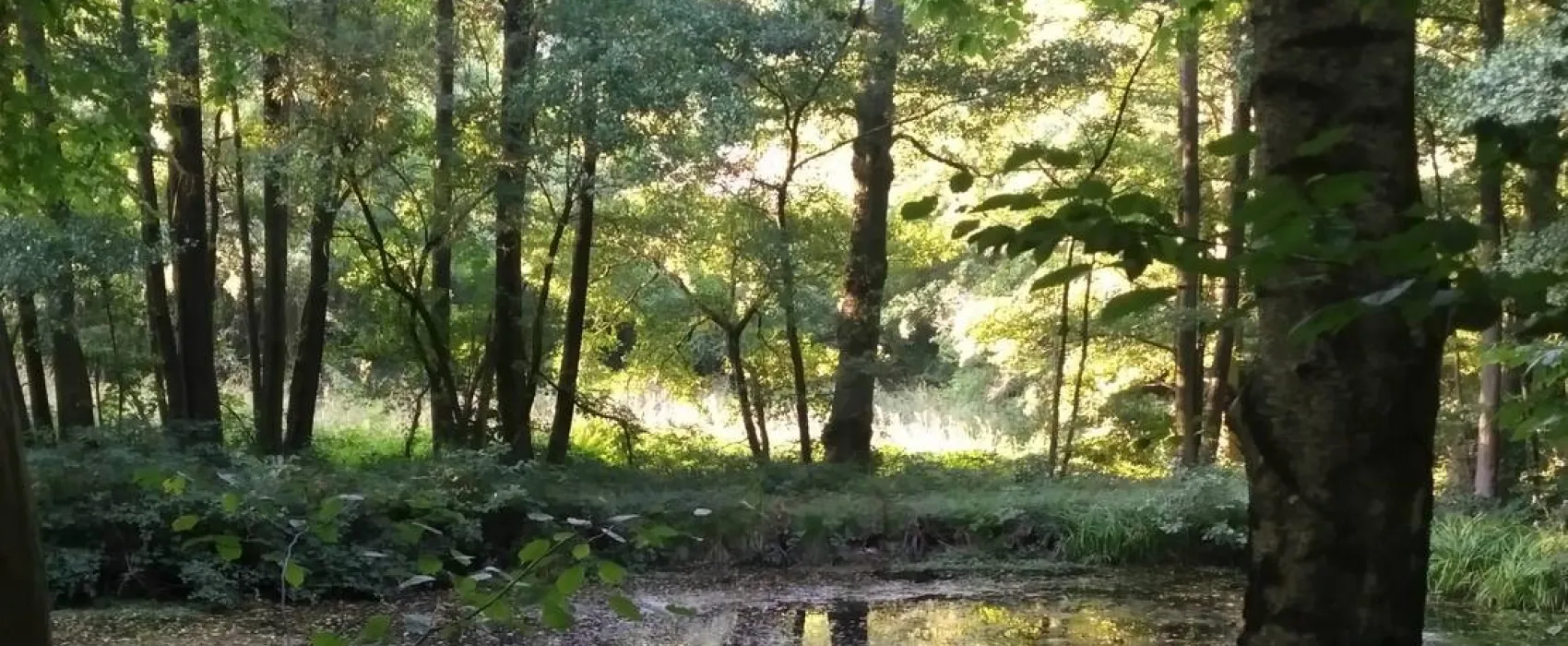 Waldstimmung