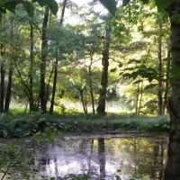 waldstimmung-steinbach-1whwf
