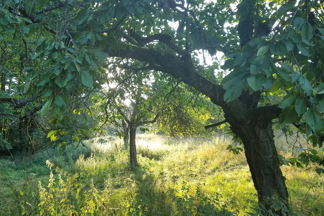 waldstimmung-steinbach-8xsko