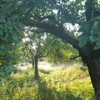 Waldstimmung