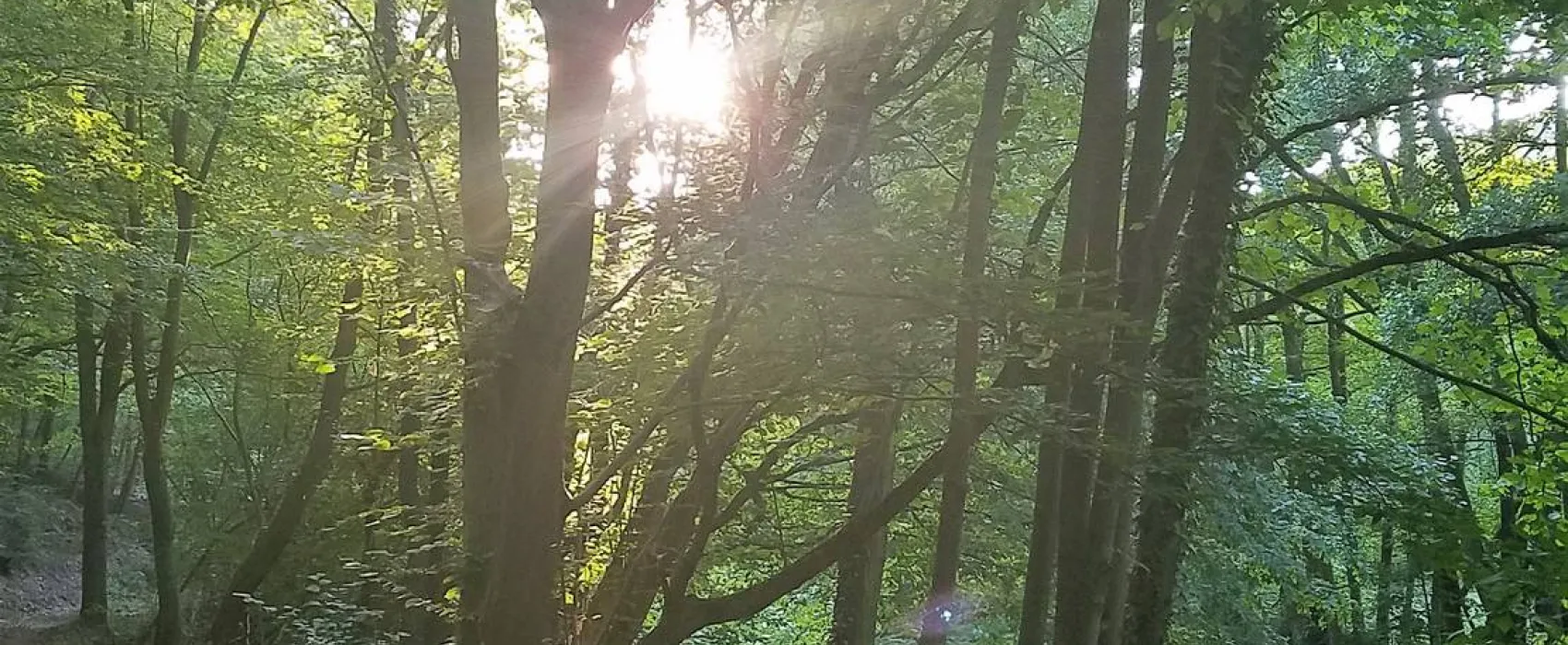 Waldstimmung
