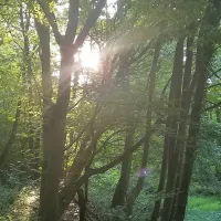 waldstimmung-steinbach-oybje