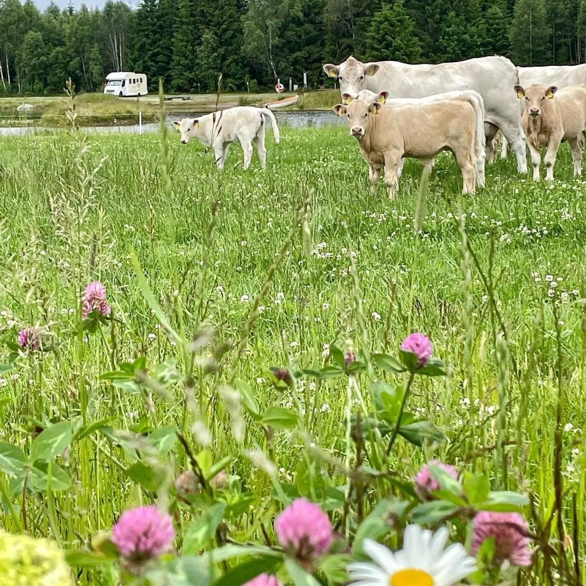 kastebergs-gard-ljungby-sundu