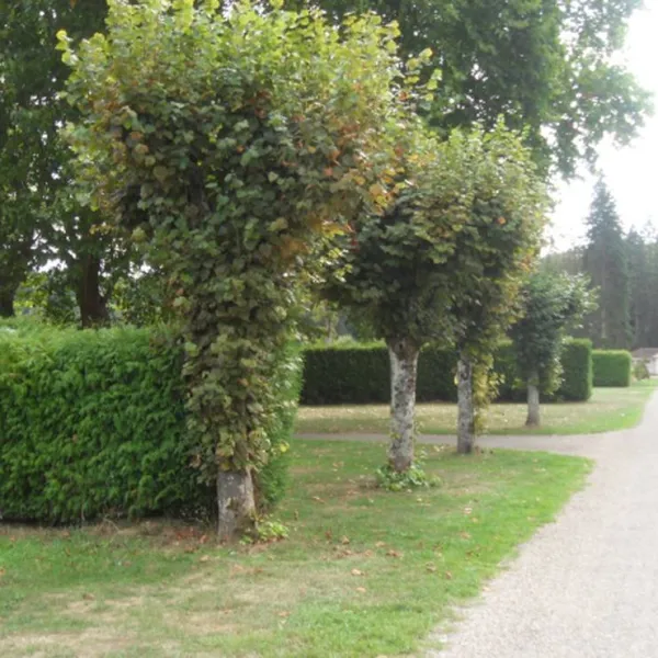 camping-de-la-maladiere-a-port-sur-saone-port-sur-saone-2sxja