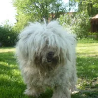 margareta-bia-guest-house-camping-near-budapest-biatorbagy-near-budapest-motorway-m1-m7-m0-tteeh
