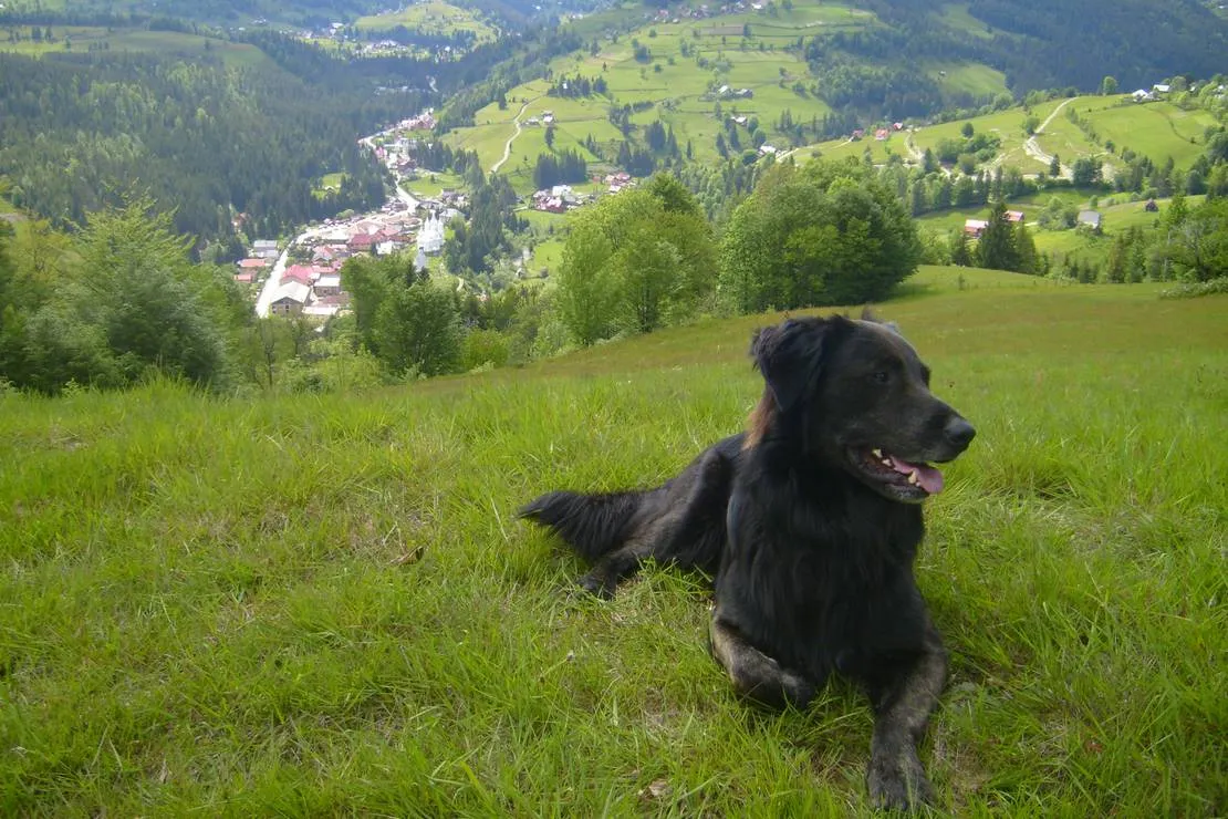 im-westkarpaten-naturpark-am-ariesch-fluss-arieseni-zentrum-e612j