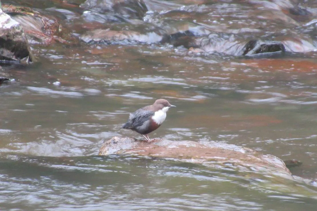 im-westkarpaten-naturpark-am-ariesch-fluss-arieseni-zentrum-zpyhy