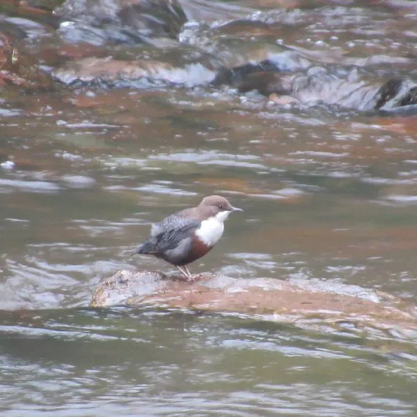 im-westkarpaten-naturpark-am-ariesch-fluss-arieseni-zentrum-zpyhy