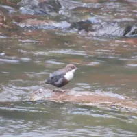im-westkarpaten-naturpark-am-ariesch-fluss-arieseni-zentrum-zpyhy