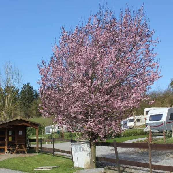 le-pommier-rustique-durnal-68s8e