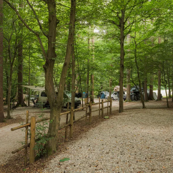 Forest-Camping-Mozirje_2025_foto-andrejlamut_WEB-85