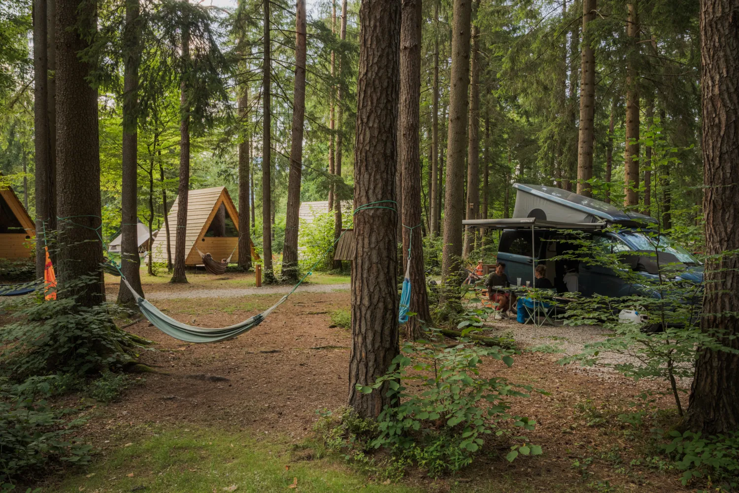 PITCH FOR A VAN - FOREST