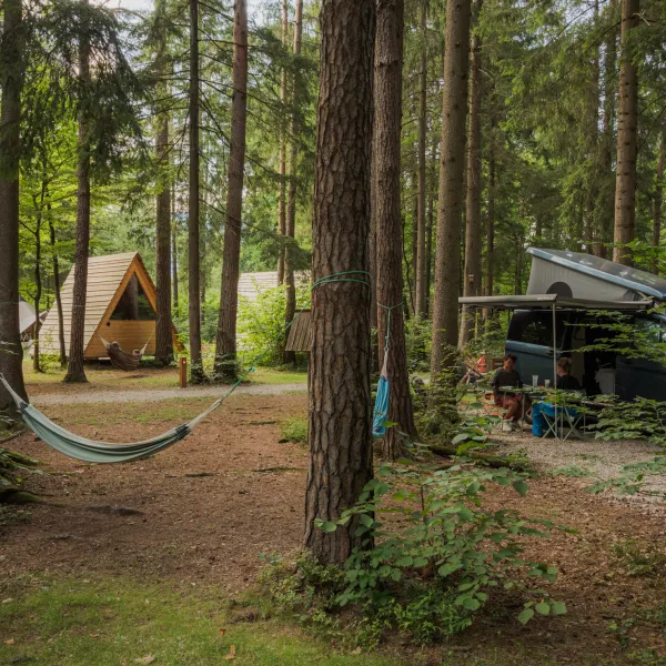 PITCH FOR A VAN - FOREST