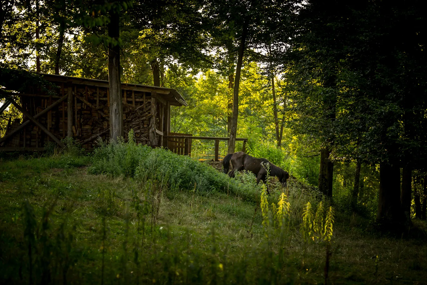 forest-camping-mozirje-mozirje-txxff