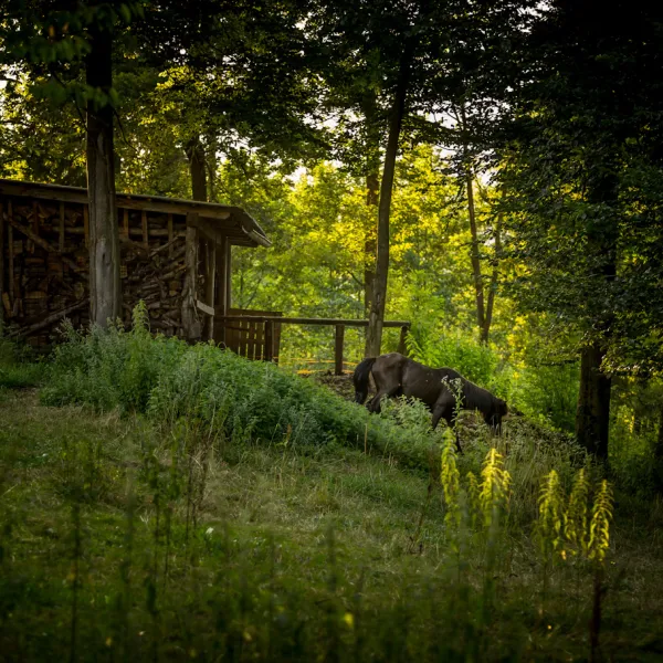 forest-camping-mozirje-mozirje-txxff