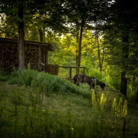 forest-camping-mozirje-mozirje-txxff