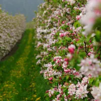 camping-obstgarten-kurtatsch-ad-weinstrasse-wmkqs