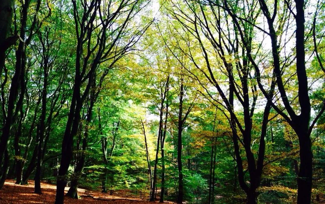 park-het-speulderbos-garderen-7l6yg