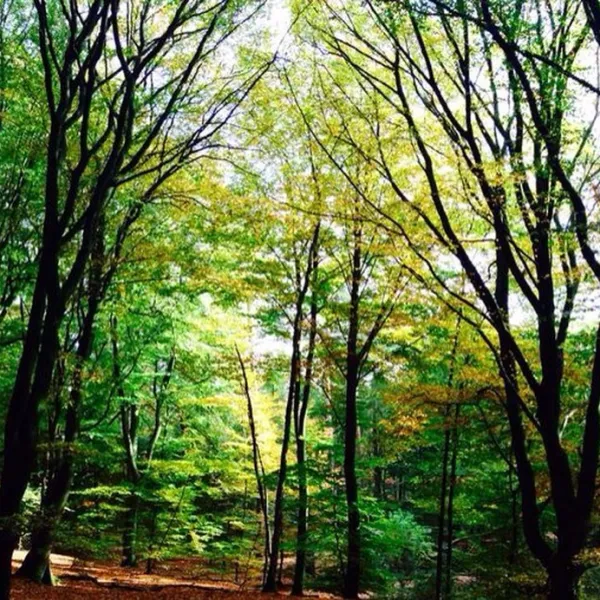 park-het-speulderbos-garderen-7l6yg