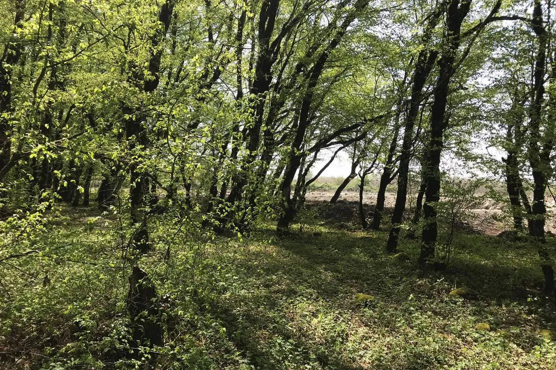 camping-aisi-in-lagodekhi-lagodekhi-bpgat