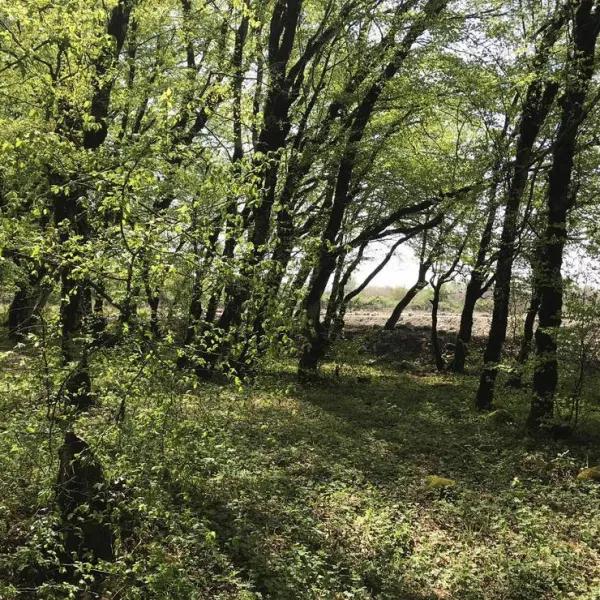 camping-aisi-in-lagodekhi-lagodekhi-bpgat